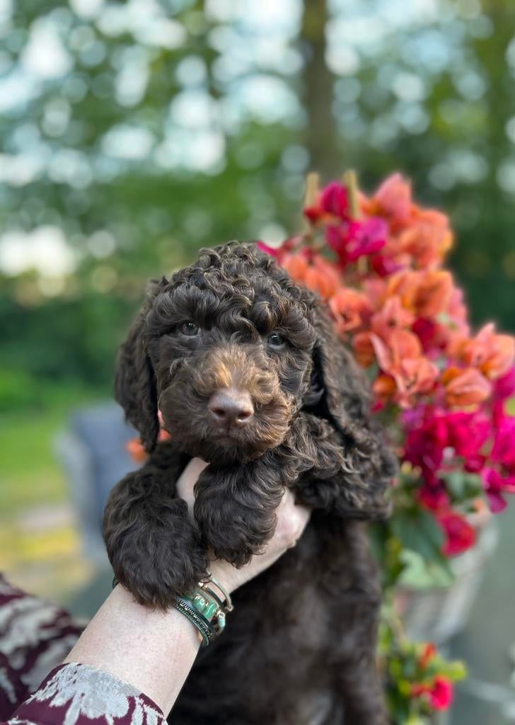 Prachtige (reutjes)bruine Medium Australian Labradoodle pups, Dieren en Toebehoren, Honden | Retrievers, Spaniëls en Waterhonden