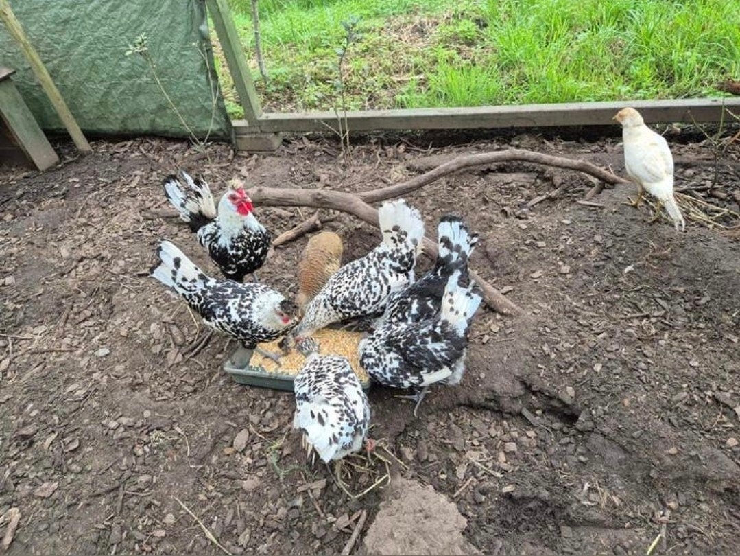 Appenzeller spitskuif broedeieren, Dieren en Toebehoren, Pluimvee | Toebehoren, Ophalen of Verzenden