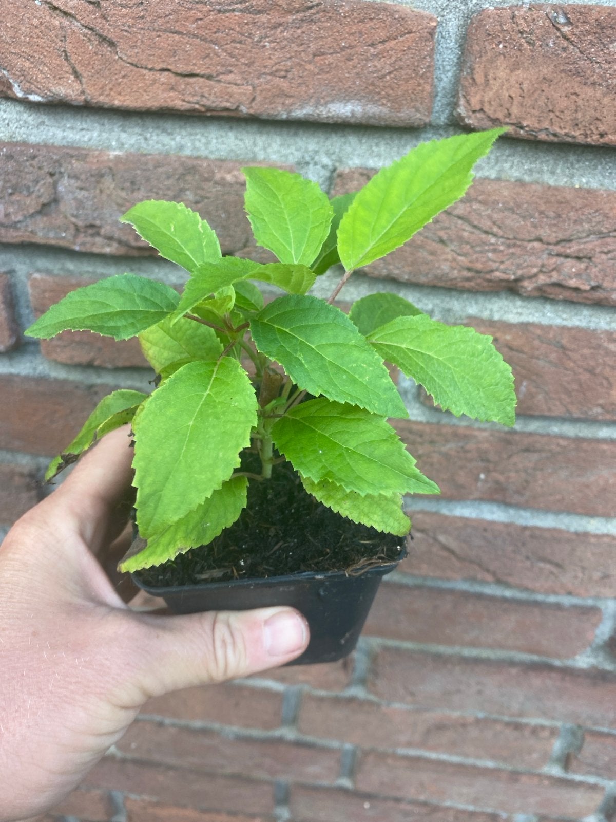 Hortensia Annabelle - Jonge plant, Overige soorten, Vaste plant, Ophalen of Verzenden, Halfschaduw