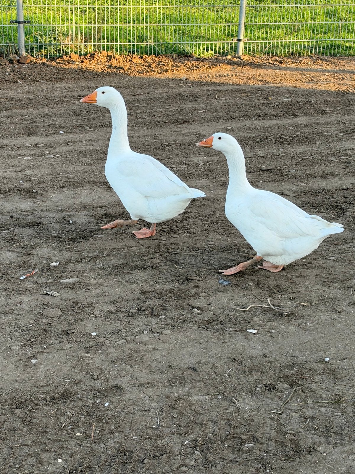 Ganzen te koop, Meerdere dieren, Gans of Zwaan