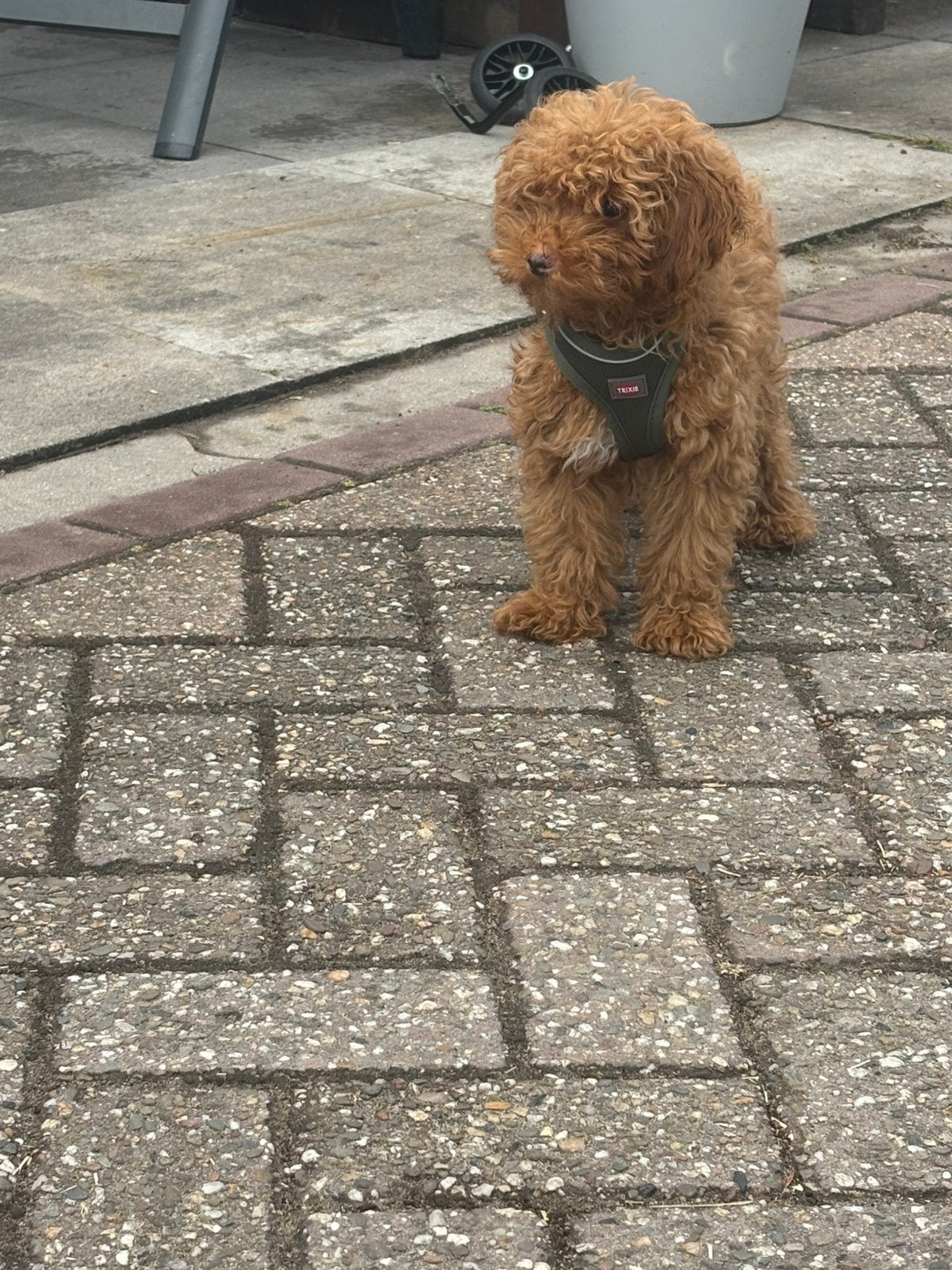 Toy poedel reu, Dieren en Toebehoren, Honden | Niet-rashonden, 15 weken tot 1 jaar, Reu, Eén hond, Middel