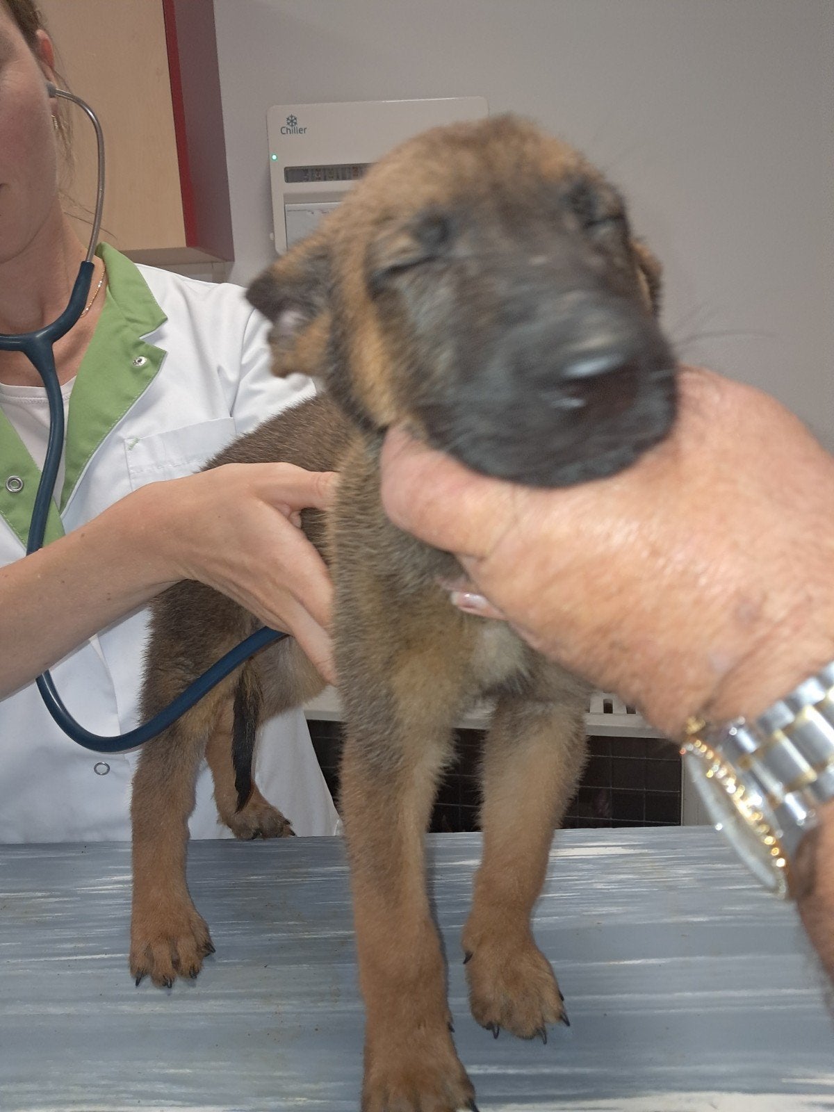 te koop mechelse herder pups., 8 tot 15 weken, Meerdere, Meerdere dieren, Herder