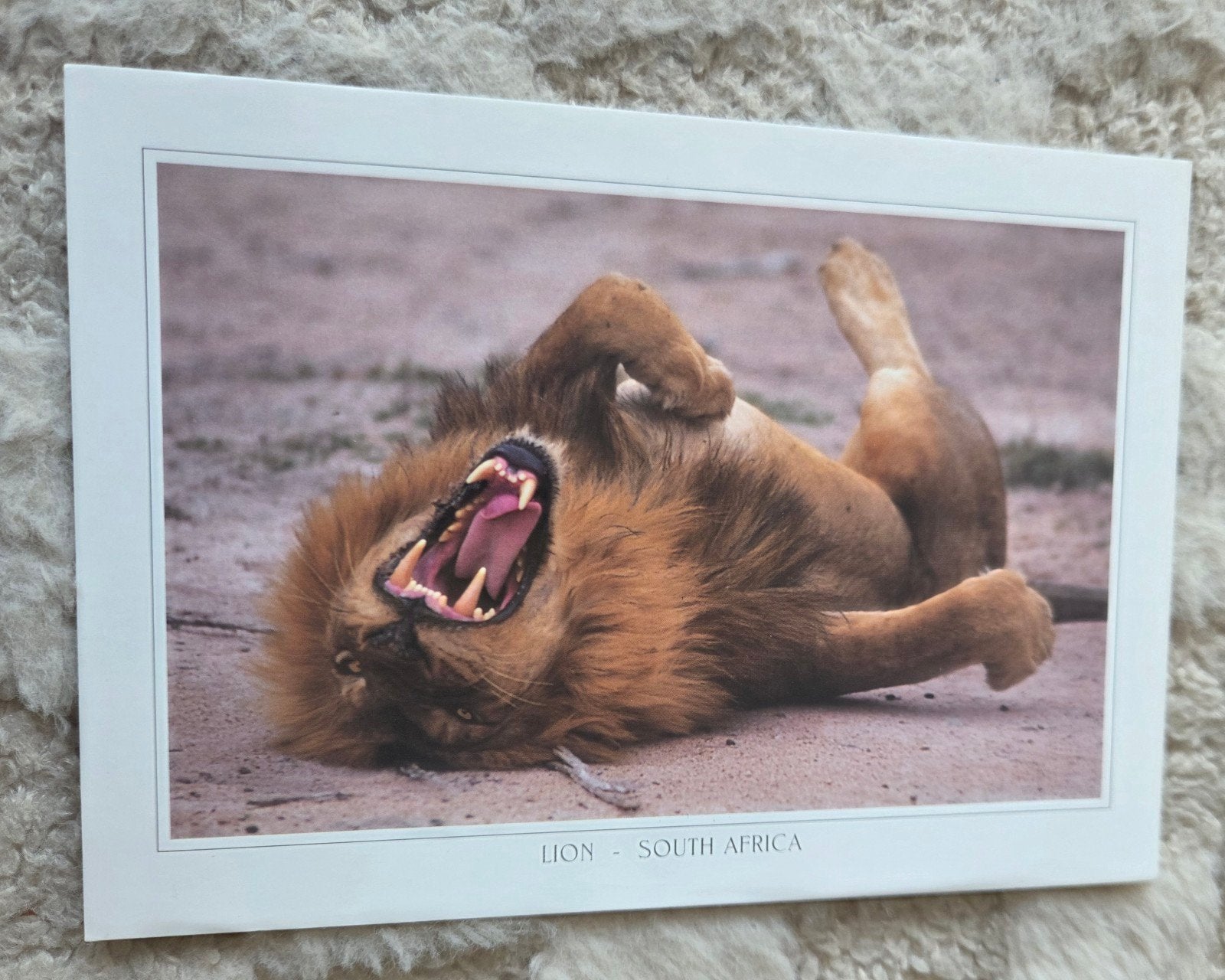 Ansichtkaart Leeuw - Zuid-Afrika, Verzenden, 1980 tot heden, Ongelopen, Wild dier