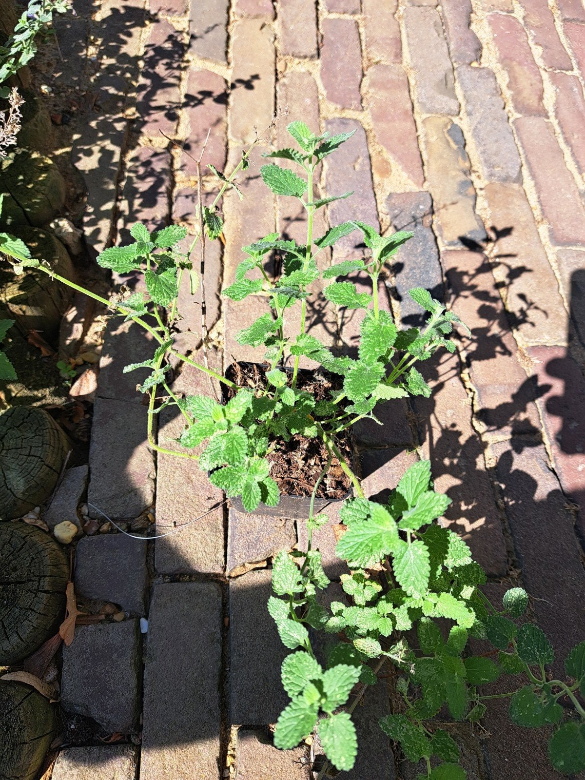Kattenkruid (Nepeta 'Six Hills Giant') - P9 potmaat, Ophalen, Overige soorten, Volle zon