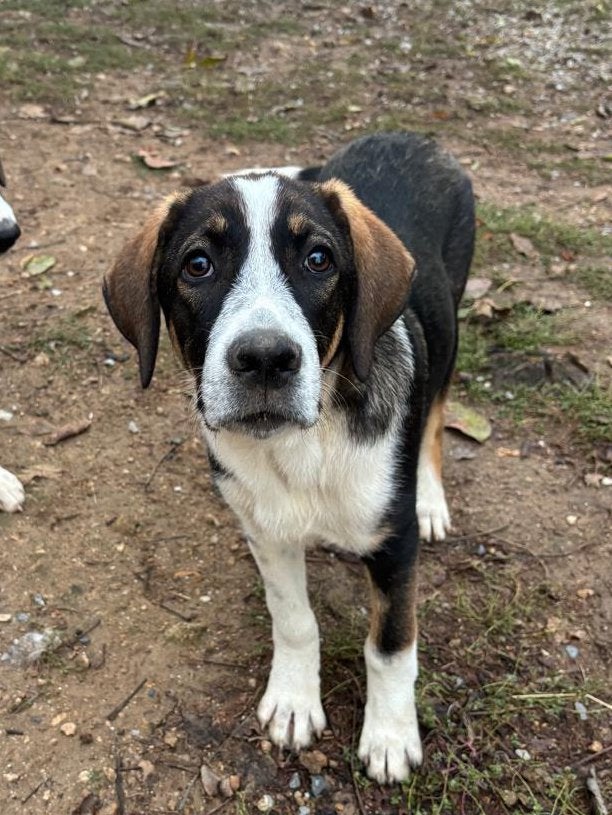 Marty – lieve, speelse puppy zoekt zijn eigen thuis, Dieren en Toebehoren, Particulier, Reu, 8 tot 15 weken, Buitenland