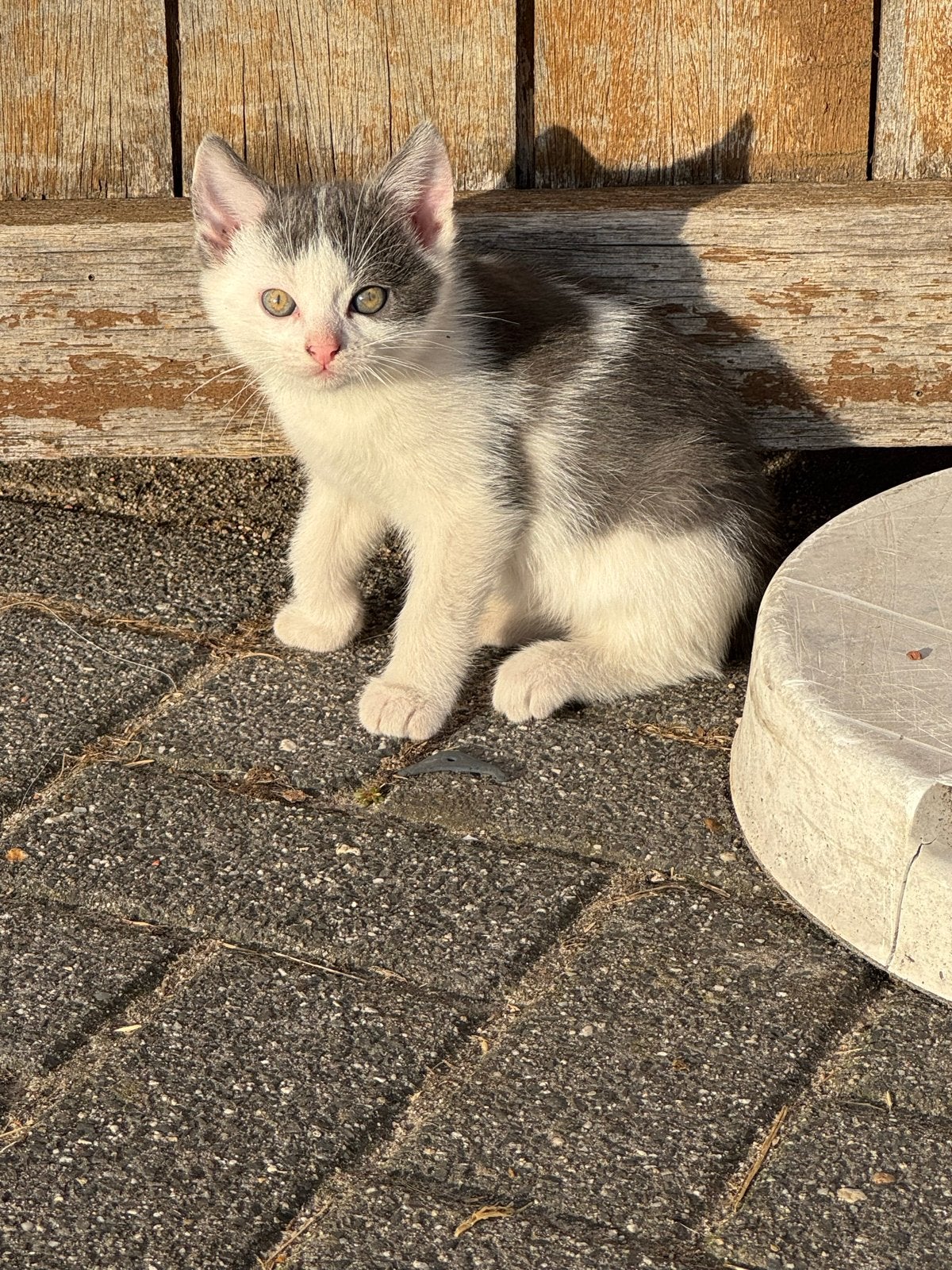 Boerderij kitten katertje!, Dieren en Toebehoren, Meerdere dieren, Kortharig, 0 tot 2 jaar