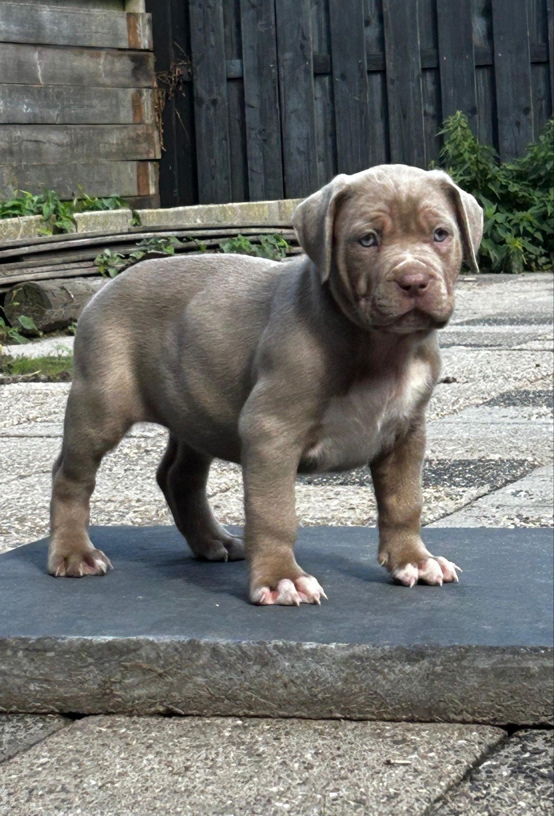 Bully xl pups tri color, Parvo, Overige rassen, 8 tot 15 weken, Meerdere