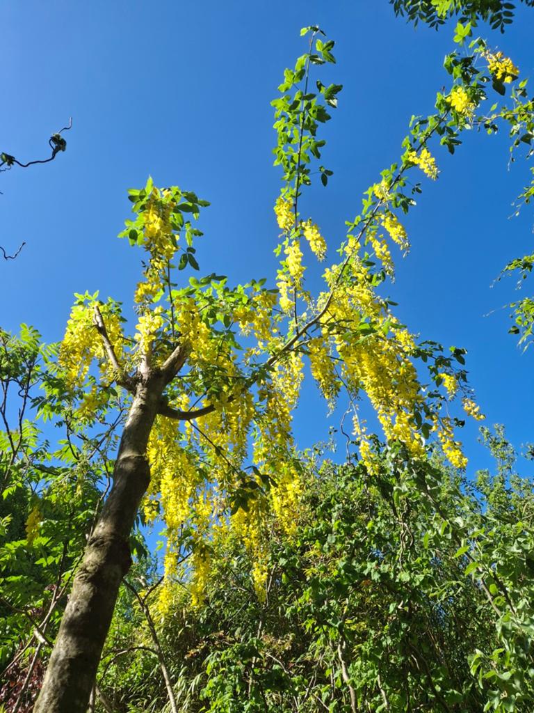 Gouden Regen als boom (Laburnum watereri 'Vossii') | OP = OP, Overige soorten, Lente, 250 tot 400 cm, Ophalen