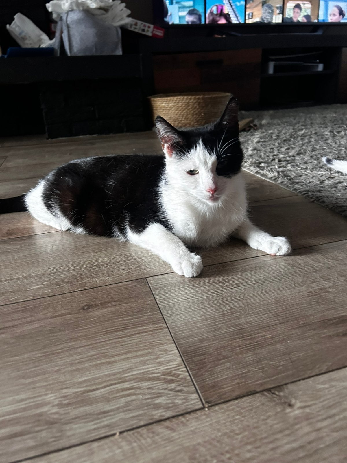 Lieve poes op te halen, Poes