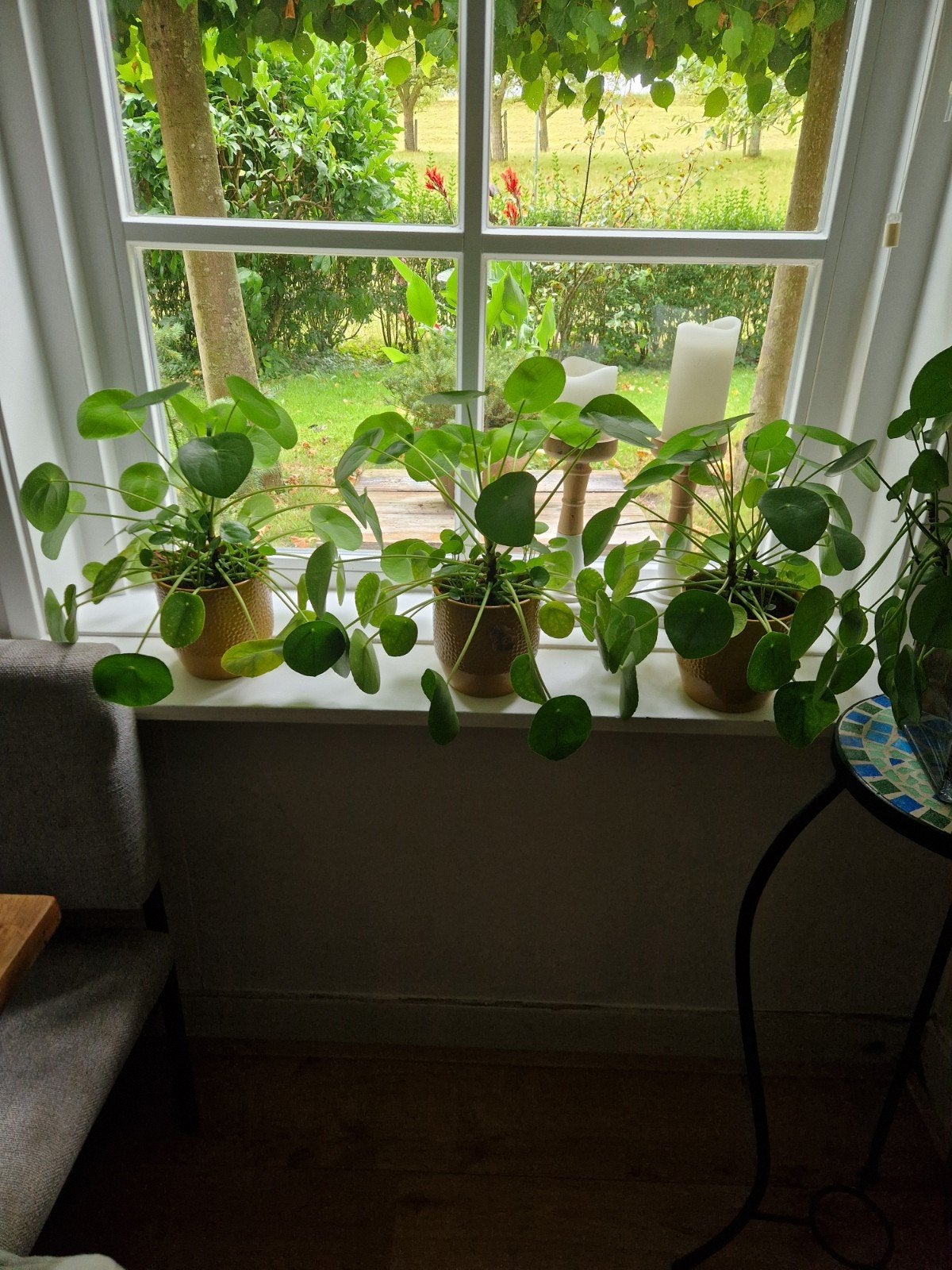 Pannenkoekplantje in okergele pot (6 stuks beschikbaar), Ophalen of Verzenden