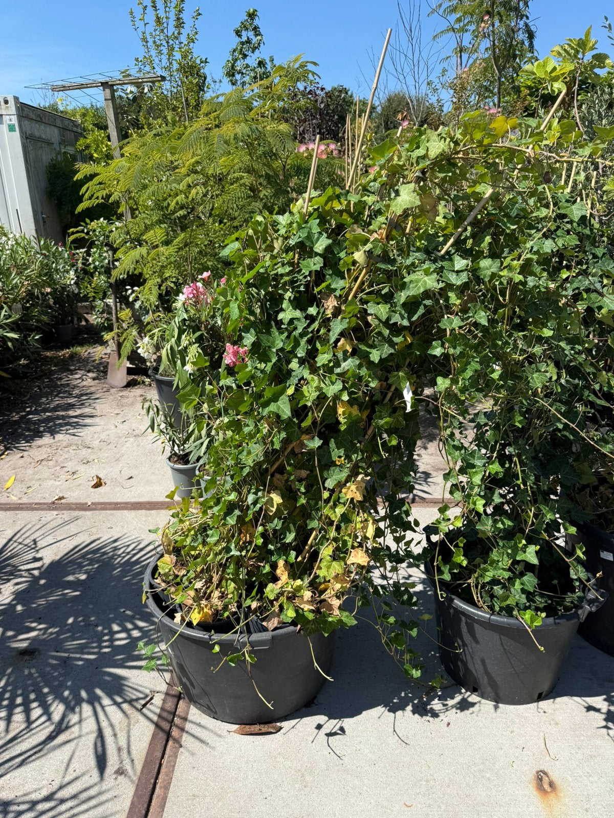 Hedera  25 planten 180/200 ruim goedvertakt  van 6,- nu 3,-, Tuin en Terras, Planten | Tuinplanten, Ophalen, Vaste plant, Bloeit niet