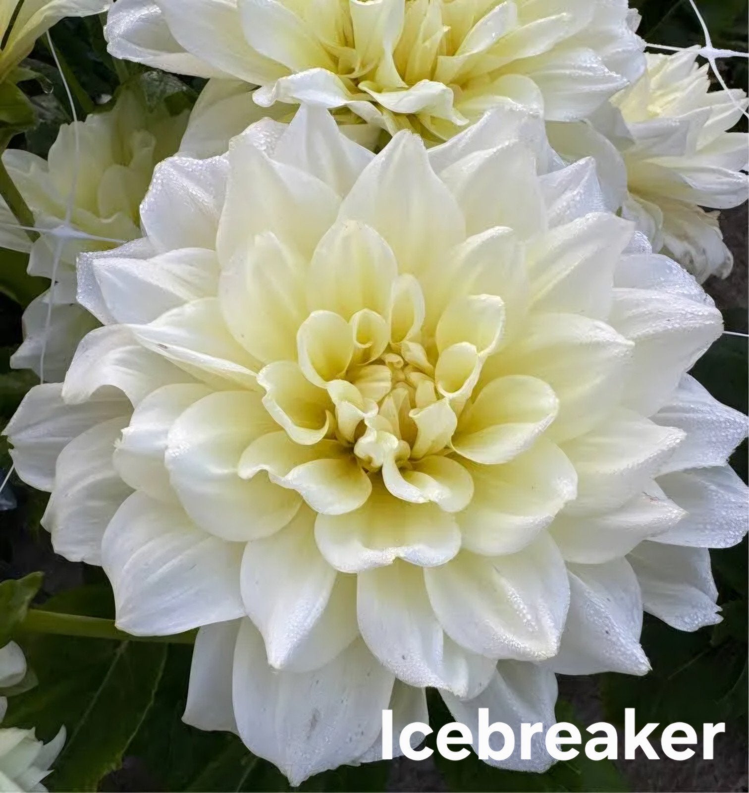 Dahlia Icebreaker in pot, Ophalen, Volle zon, Knol