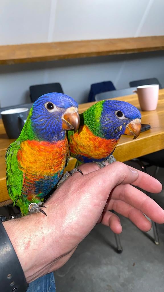 Lori van de blauwe bergen | handtam, Dieren en Toebehoren, Vogels | Parkieten en Papegaaien, Geslacht onbekend, Parkiet, Geringd