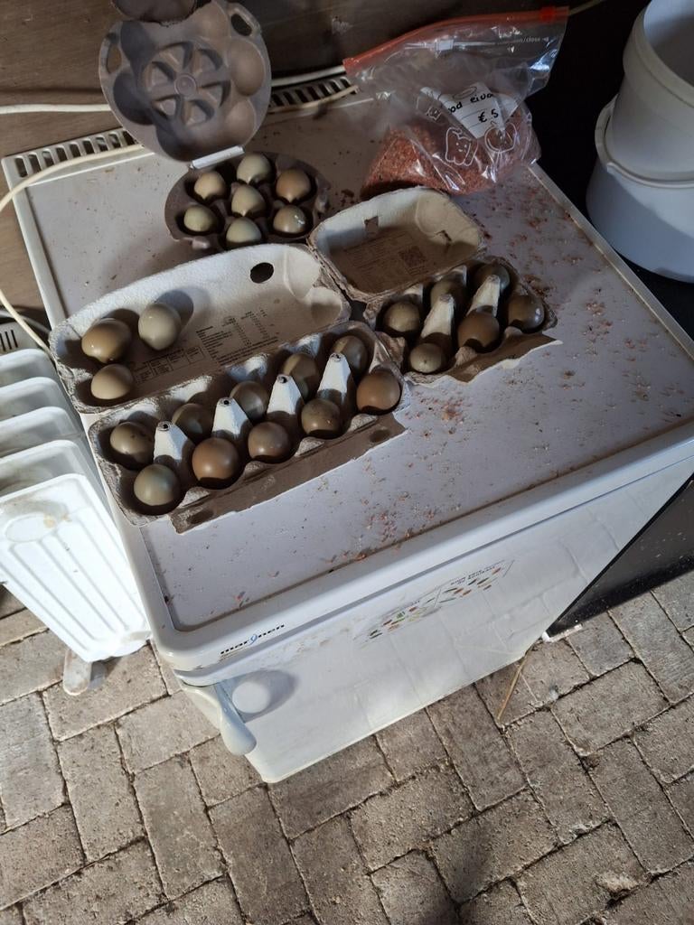 Broed eieren bos fazant!, Dieren en Toebehoren, Pluimvee, Geslacht onbekend, Kip