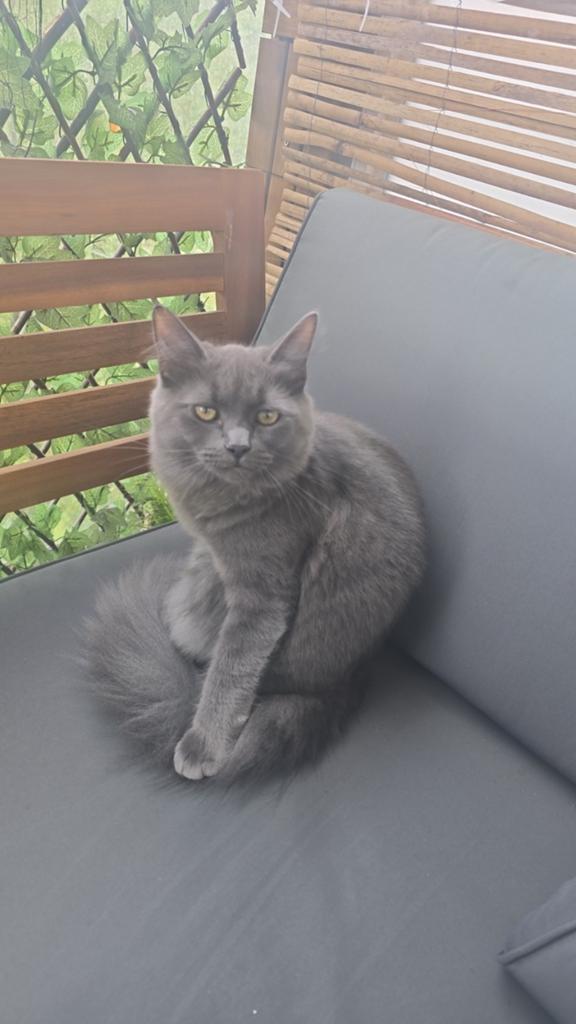 Siberische poes, hypoallergeen, Dieren en Toebehoren, Poes, Gechipt, 0 tot 2 jaar