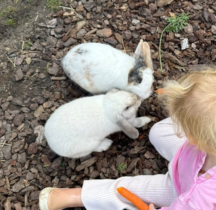 2 dwergkonijnen, Meerdere dieren, Dwerg