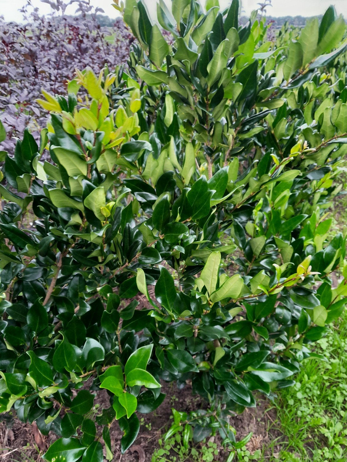 Ligustrum Japonicum Rotundifolium (100cm)- Glanzende Liguste, Tuin en Terras, Ophalen of Verzenden