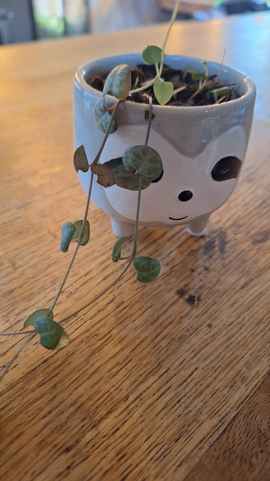 Stekje String of Hearts (Ceropegia Woodii) in luiaardpotje, Ophalen