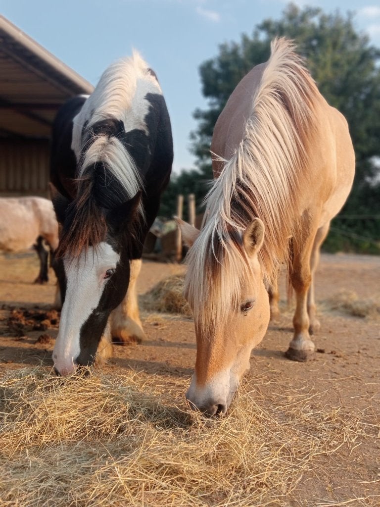 SPOED gezocht locatie te huur, Dieren en Toebehoren, Opfok, 4 paarden of pony's of meer