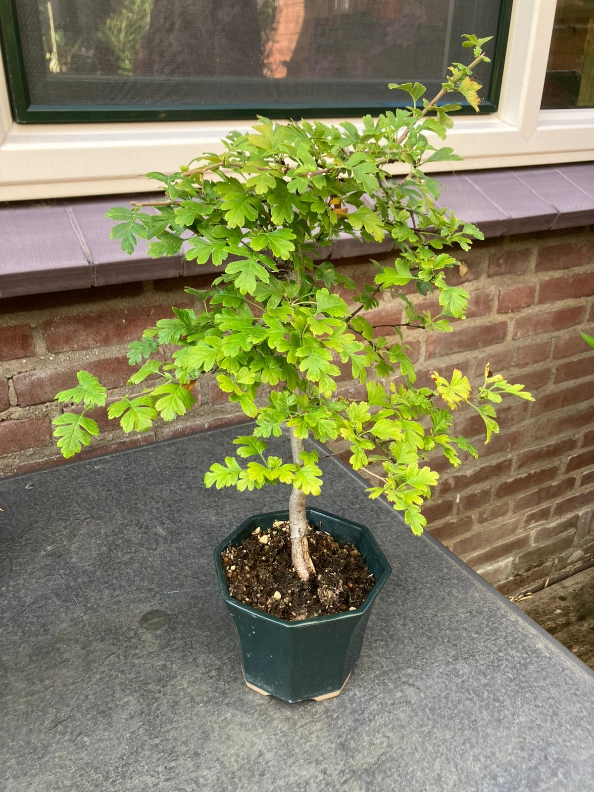 Bonsai - Prunus spinosa - Sleedoorn - 6 jaar oud, Ophalen, Halfschaduw, Overige soorten, Minder dan 100 cm