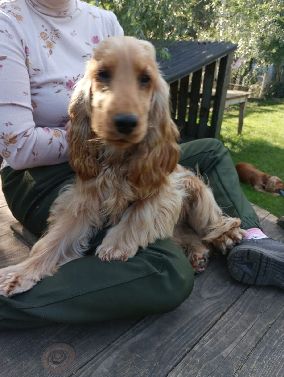 Cocker spaniel 9 maanden te koop!, Dieren en Toebehoren, 15 weken tot 1 jaar, Teef, Eén hond, Spaniël