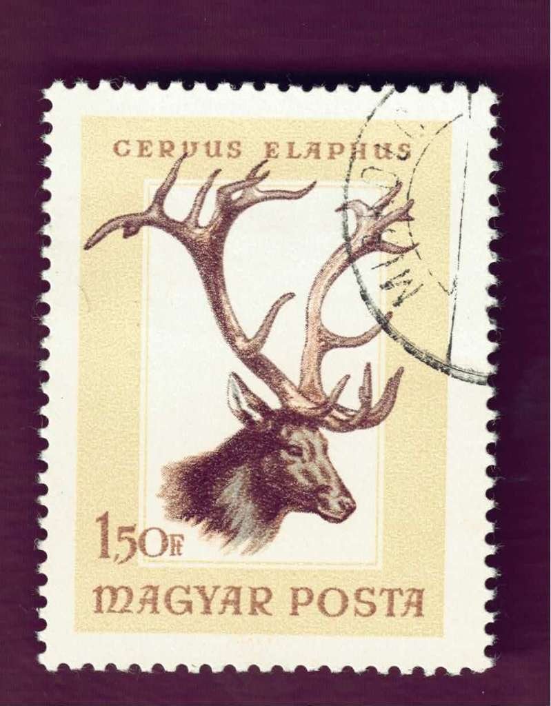 Fauna - Dieren- Hert - Magyar - 1,50 Ft. - gebr, Ophalen of Verzenden, Gestempeld, Dier of Natuur