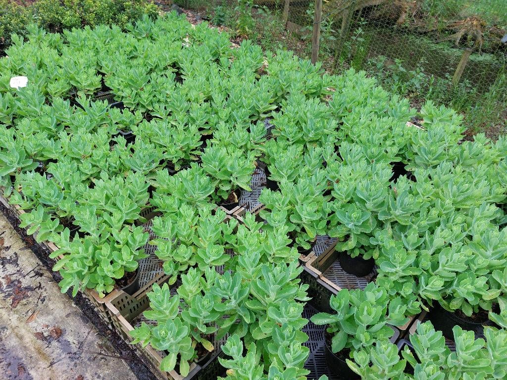 Sedum, Hemelsleutel, Tuin en Terras, Ophalen, Bodembedekkers, Volle zon, Vaste plant