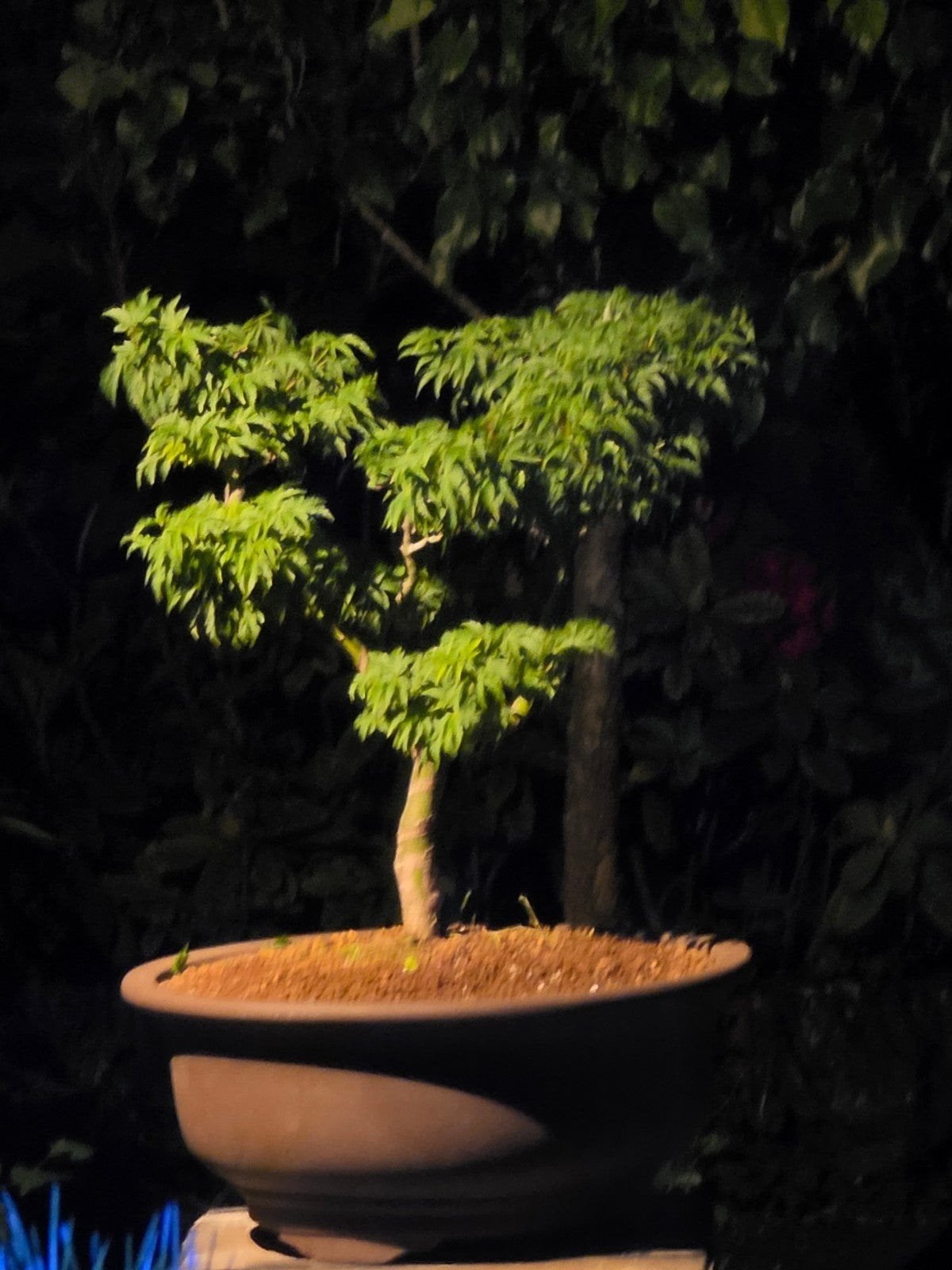 Bonsai acer shishigashira 22jr 50cm hoog mooie schaal, Tuin en Terras, Ophalen, Bloeit niet, Halfschaduw, Overige soorten