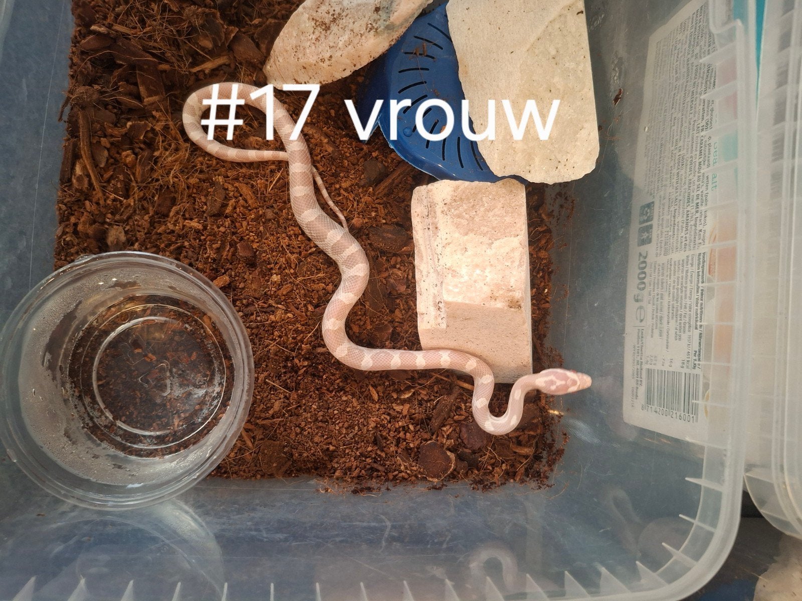 rattenslang nakweek 2026 Pantherophis guttatus Corn Snake photo 14