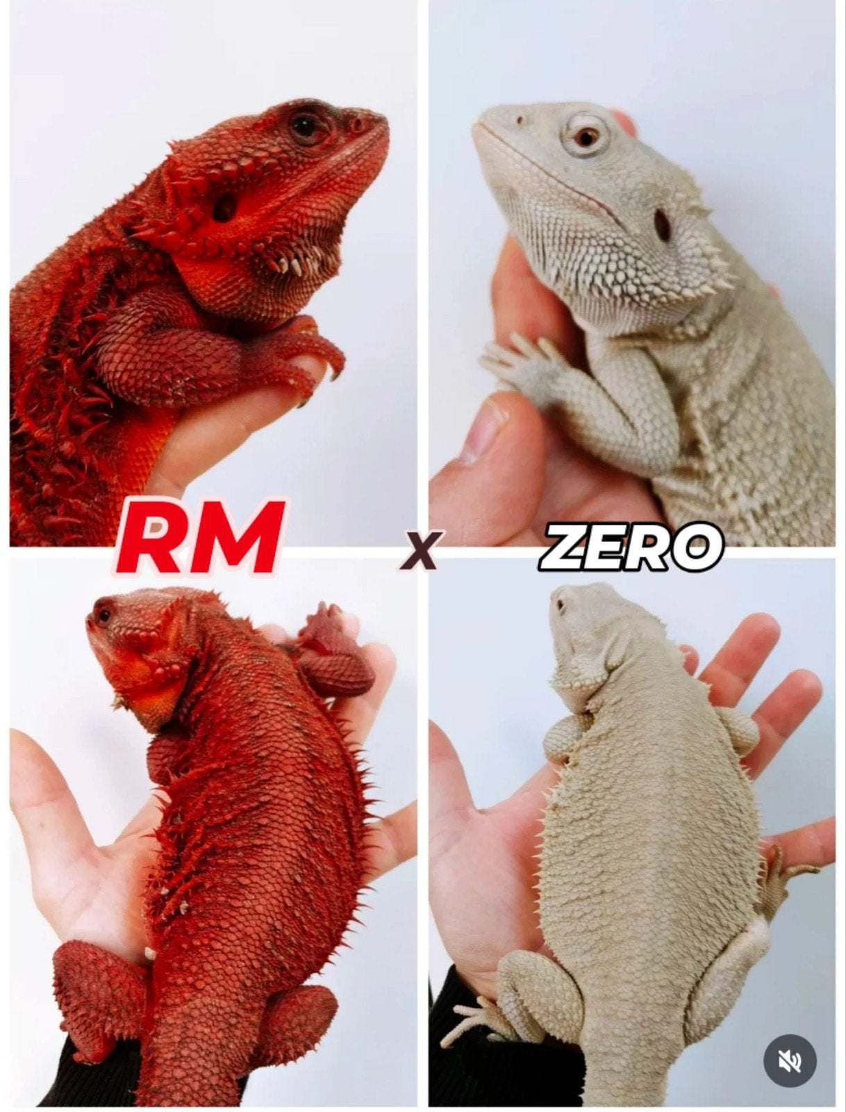 Red monster x hypo zero, Dieren en Toebehoren, Reptielen en Amfibieën, Slang, 0 tot 2 jaar