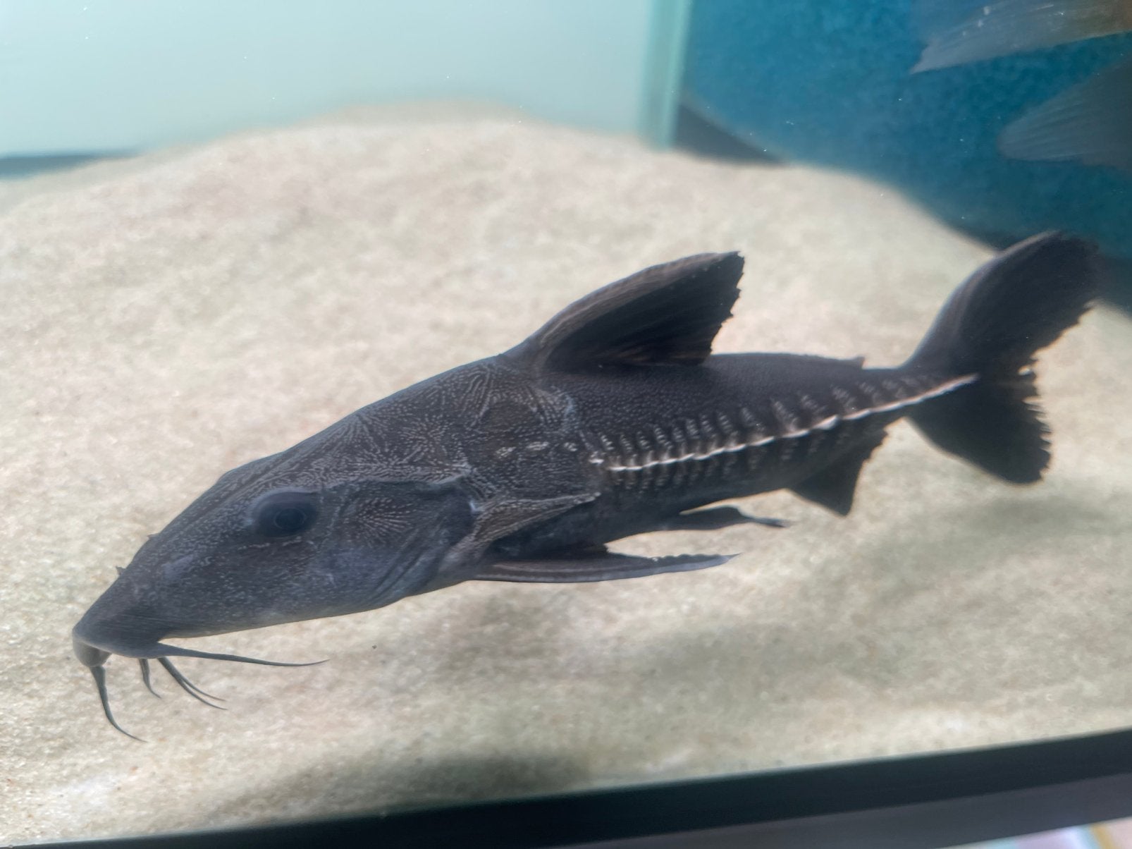 Oxydoras niger meerval 20 cm, Dieren en Toebehoren, Vis