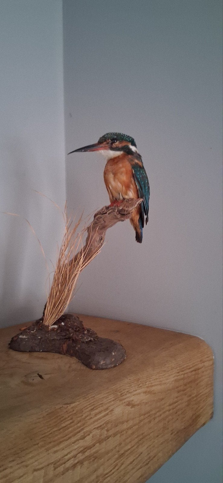opgezette ijsvogel, Ophalen, Zo goed als nieuw, Vogel, Opgezet dier