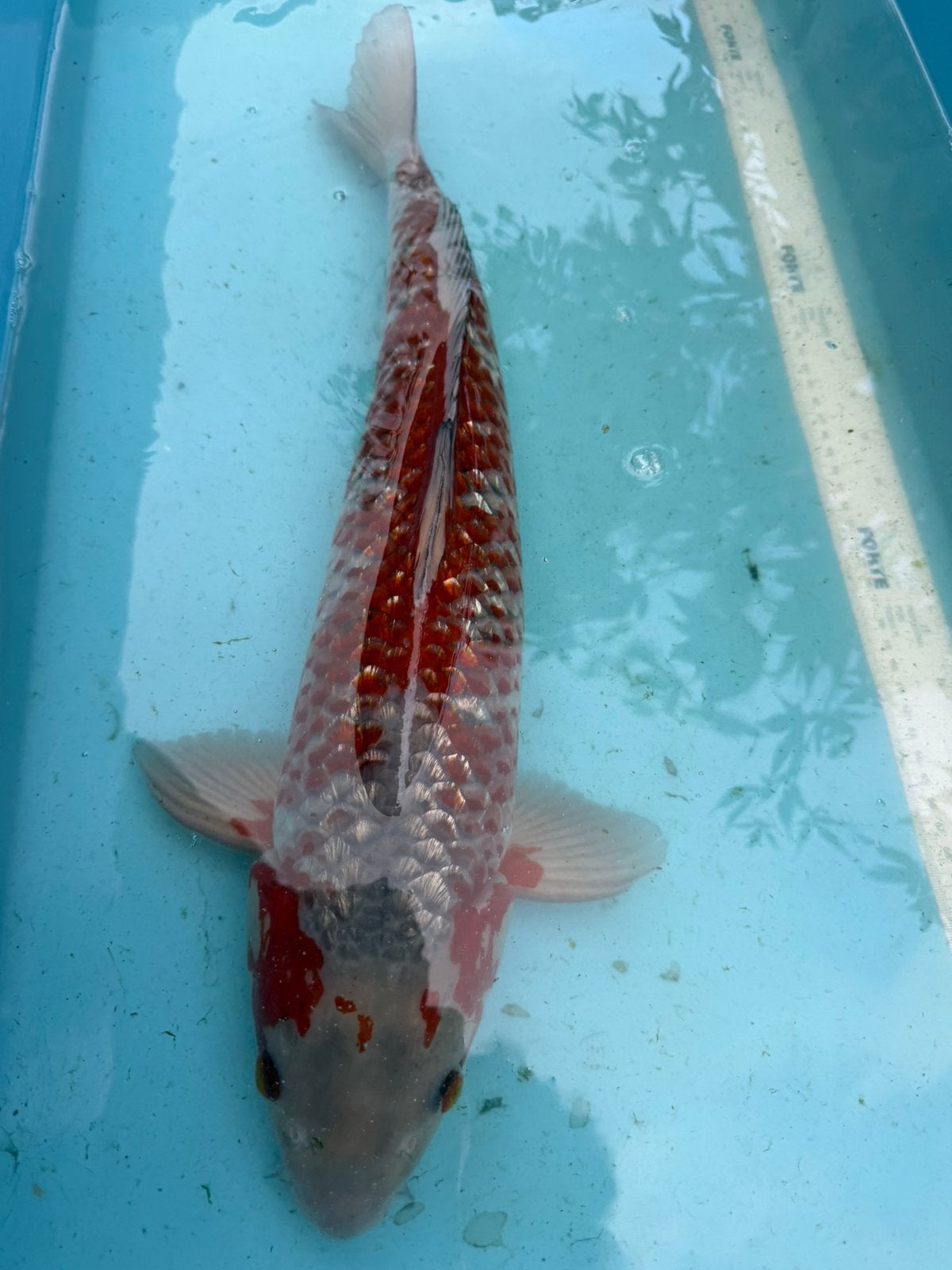 OCHIBA ginrin koi, Karper of Koi