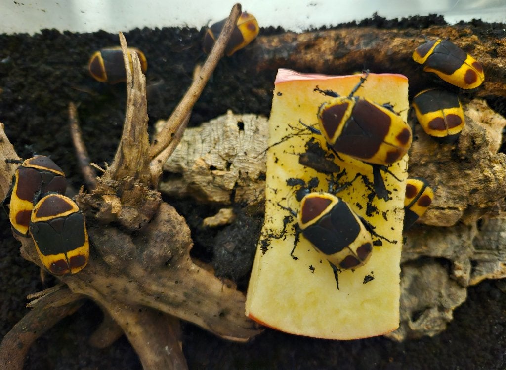 Pachnoda marginata Rozenkever, Dieren en Toebehoren, Insecten en Spinnen, Overige soorten