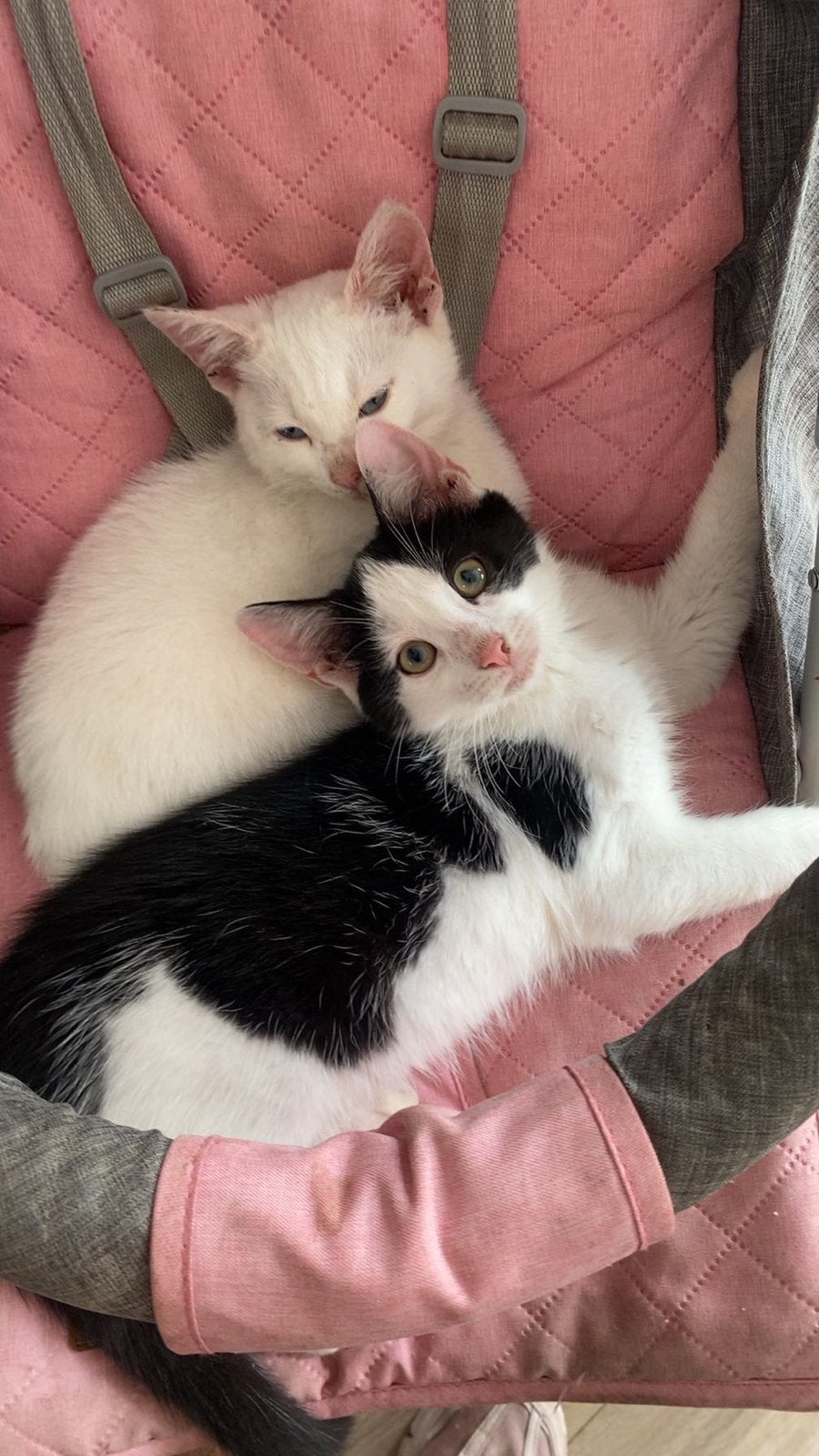 Nog 2 superlieve en mooie kittens zoeken een gouden mandje️, Kater, 0 tot 2 jaar