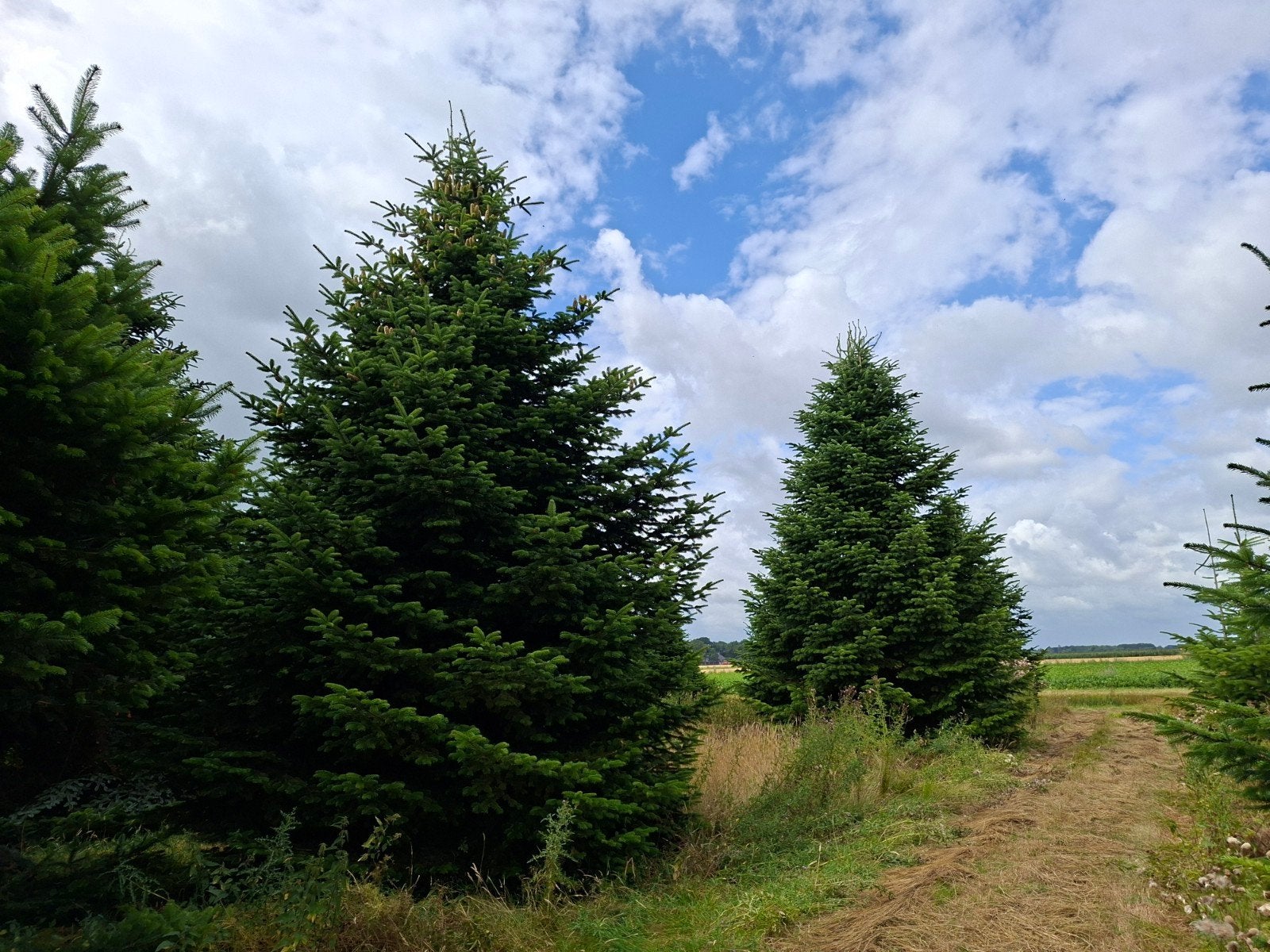 Nordmann kerstbomen van eigen land, Tuin en Terras, Ophalen of Verzenden, Volle zon, Overige soorten