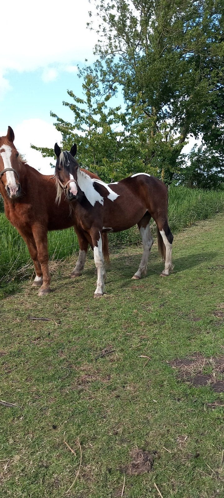 Te koop mooie bonte merrie, Dieren en Toebehoren, Merrie, 0 tot 2 jaar, Gechipt, Onbeleerd