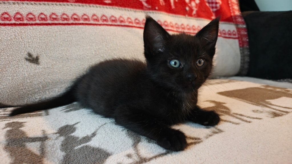 Kittens van MainCoon moeder, Dieren en Toebehoren, Meerdere dieren, Ontwormd, 0 tot 2 jaar
