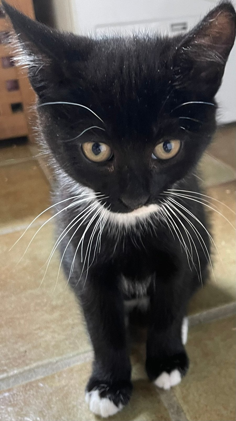 Lieve, grappige Kitten, zwart wit, 0 tot 2 jaar