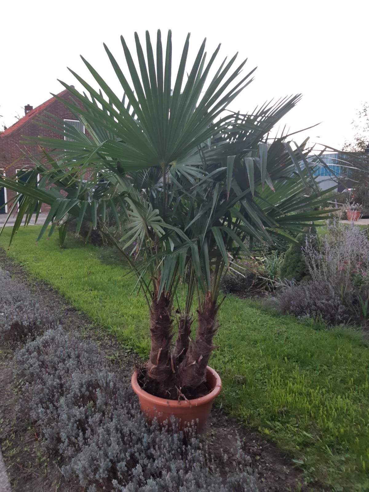 Grote, zware palmboom in pot, Volle zon, Vaste plant, Bloeit niet, Ophalen