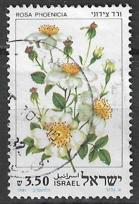 Israel 1981 - Yvert 807 - De Fenicische Roos (ST), Postzegels en Munten, Verzenden, Gestempeld, Midden-Oosten