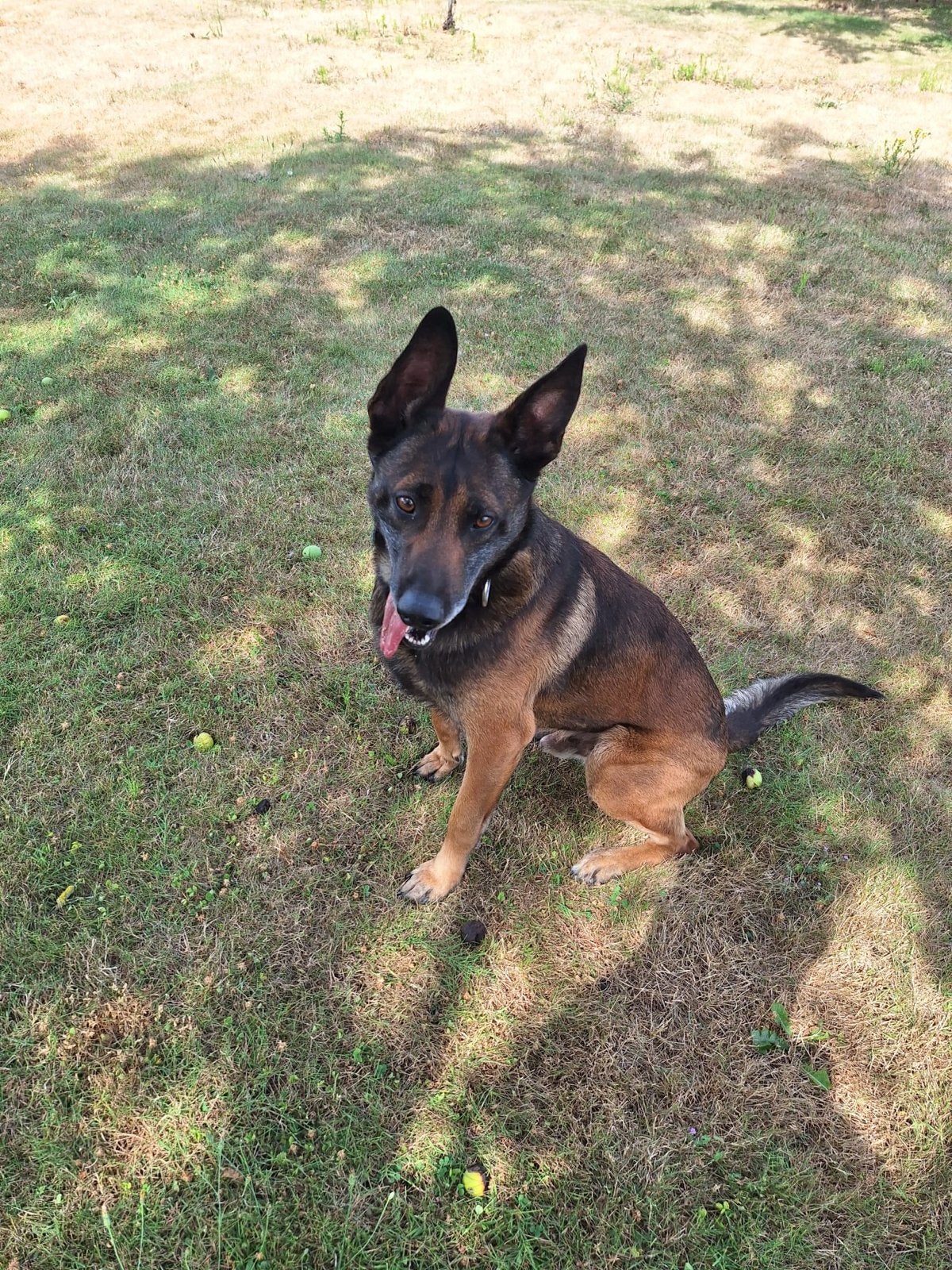 Goed thuis gezocht voor mechelse herder reu van 6 jaar oud, 6 jaar of ouder, Reu, Eén hond, Herder