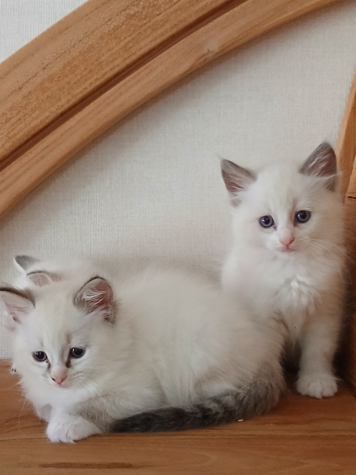 Raszuivere prachtige Ragdoll kittens, Dieren en Toebehoren, Meerdere dieren, Ontwormd, 0 tot 2 jaar