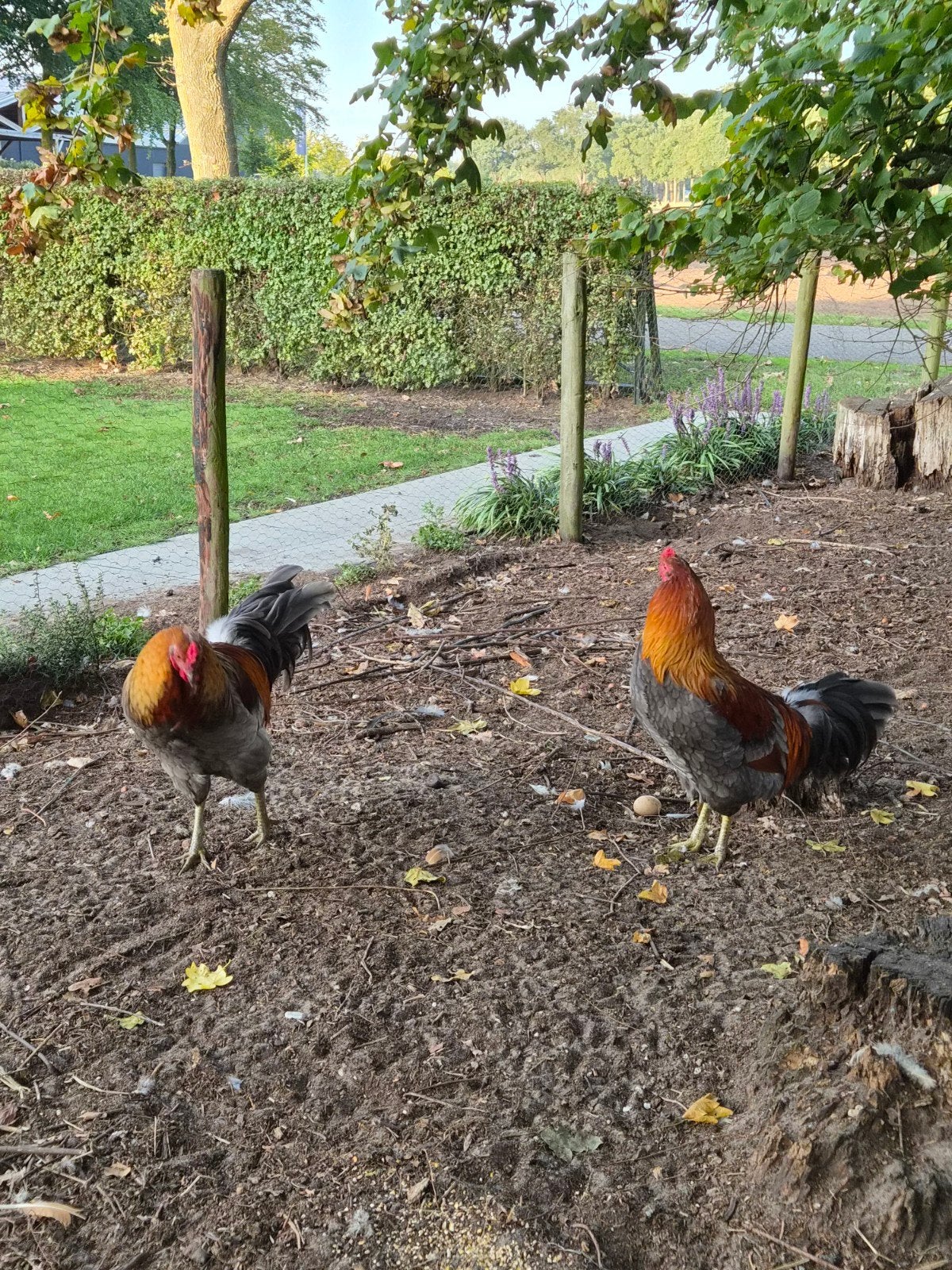 2 prachtige araucana hanen te koop, Mannelijk, Kip