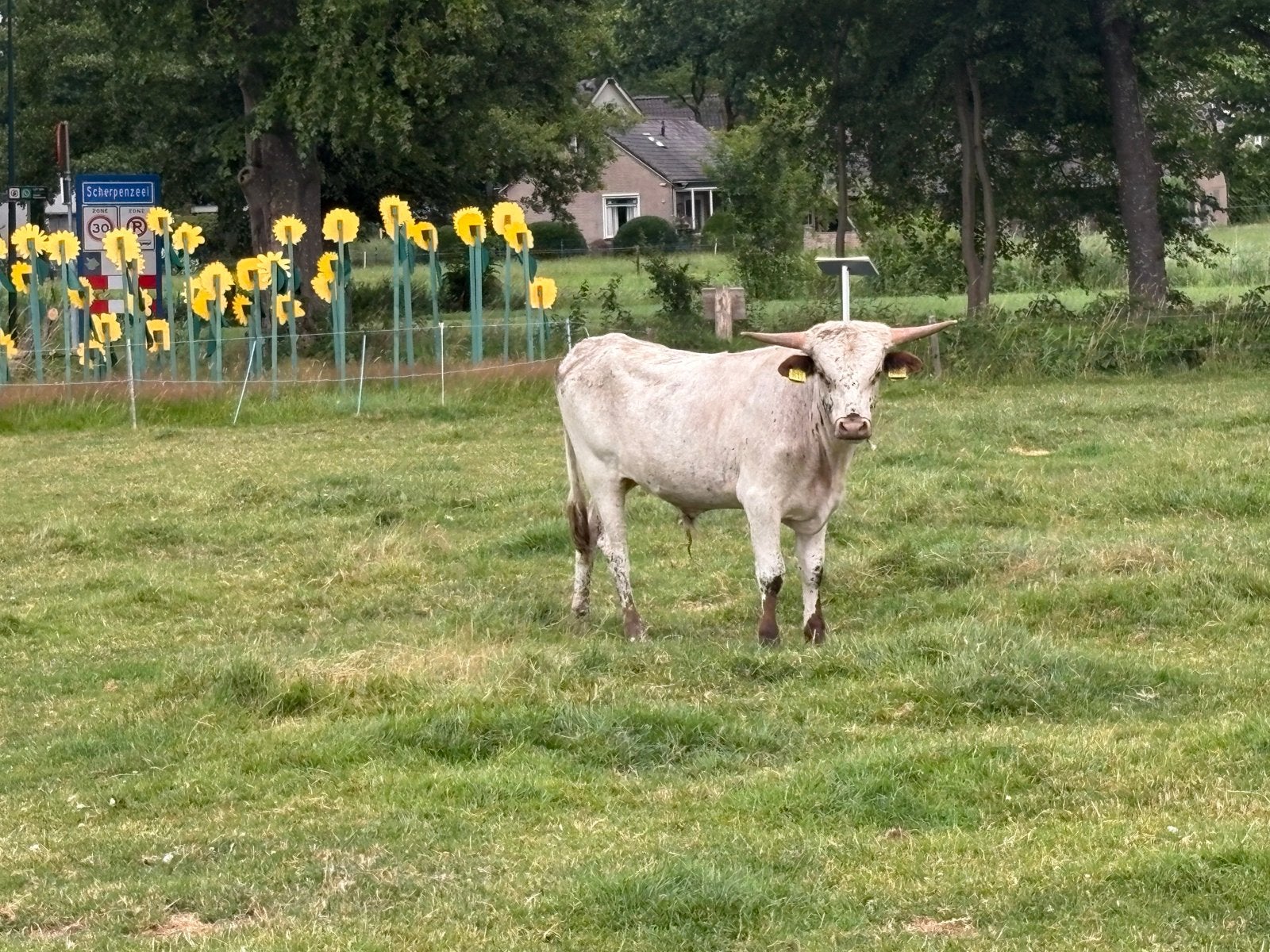 Mooie 13 maand oude Texas Longhorn stier, Dieren en Toebehoren, Runderen, Mannelijk