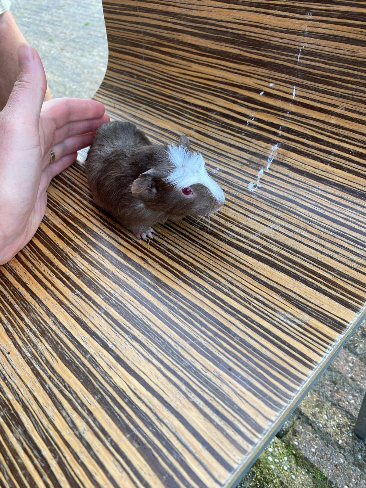 Jonge cavia’s, Juni, Vrouwelijk, Cavia