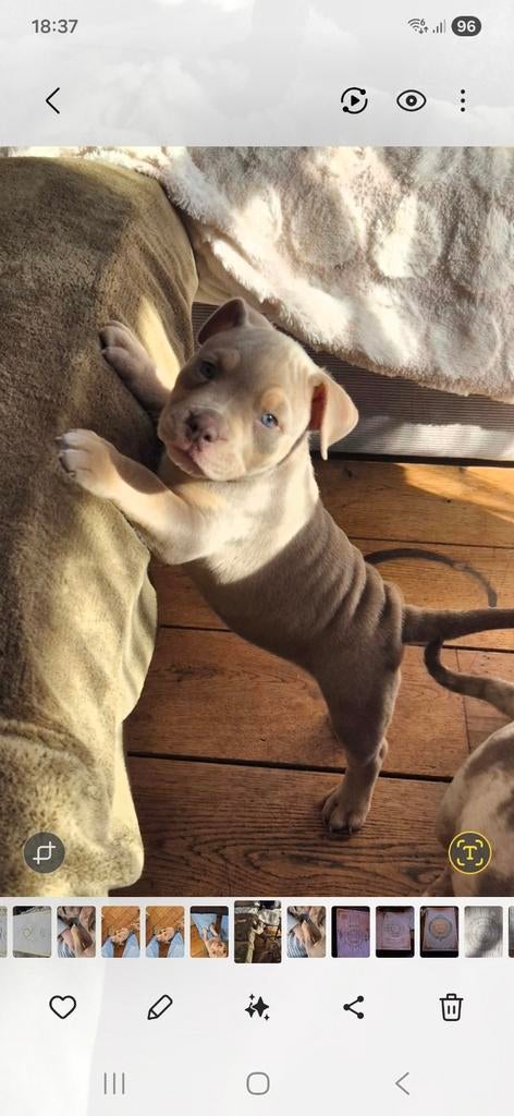 Pocketbully pups te koop, 8 tot 15 weken, Meerdere, Meerdere dieren, Nederland