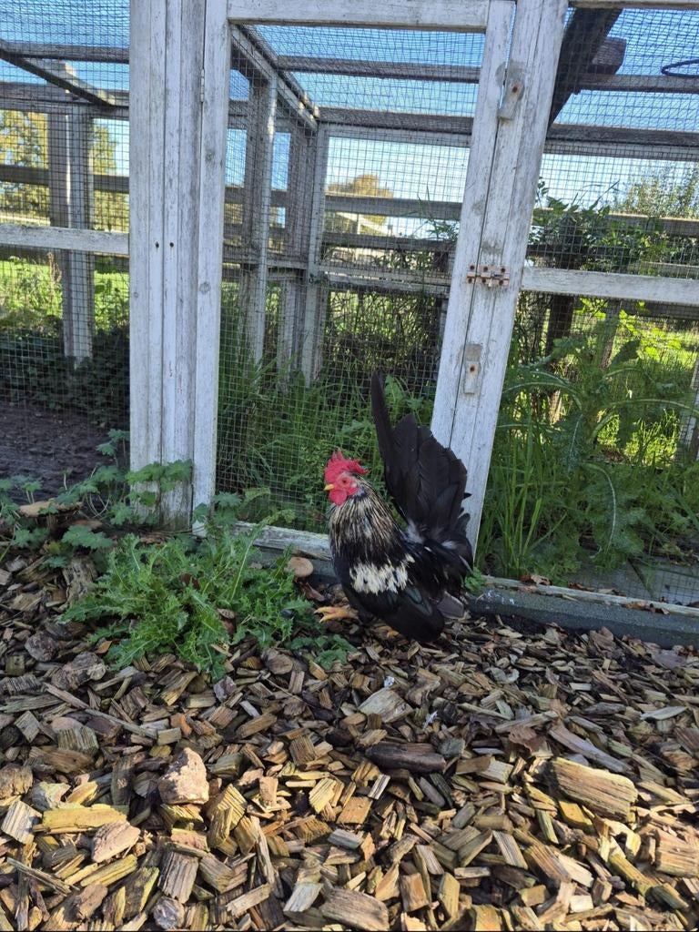 Serama haantjes, Dieren en Toebehoren, Pluimvee, Mannelijk, Kip