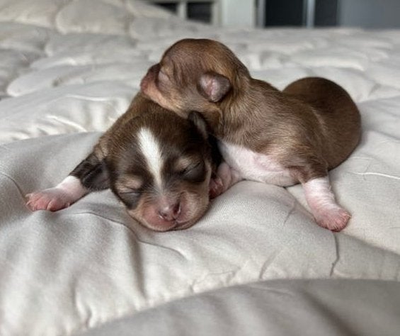 chihuahua langhaar puppy’s, Dieren en Toebehoren, Honden | Chihuahua's en Gezelschapshonden, HCC (leverziekte), 8 tot 15 weken