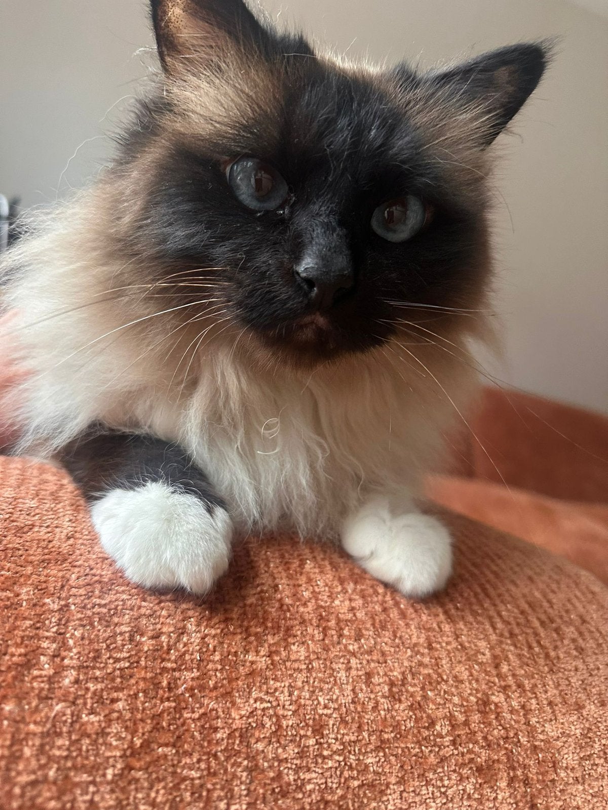 Lieve Heilige Birmaan Zero zoekt een rustig huis zonder kids, Dieren en Toebehoren, Kater, Langharig, 6 jaar of ouder